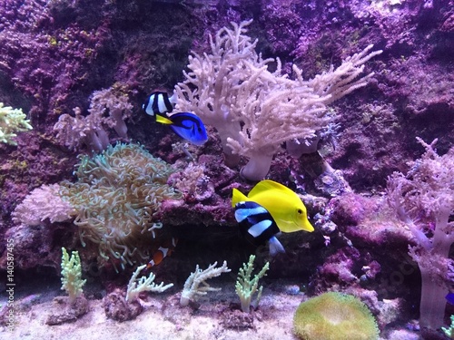 Obraz na płótnie dory and nemo in aquarium