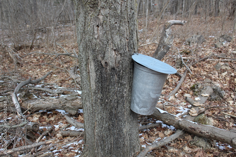 Obraz premium メープルシロップ採取