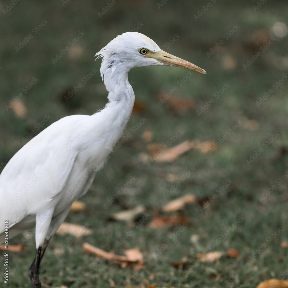 The white egret. The white egret.