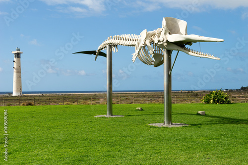 Skeleton of a Sperm Whale in Morro Jable on the island Fuerteventura . photo