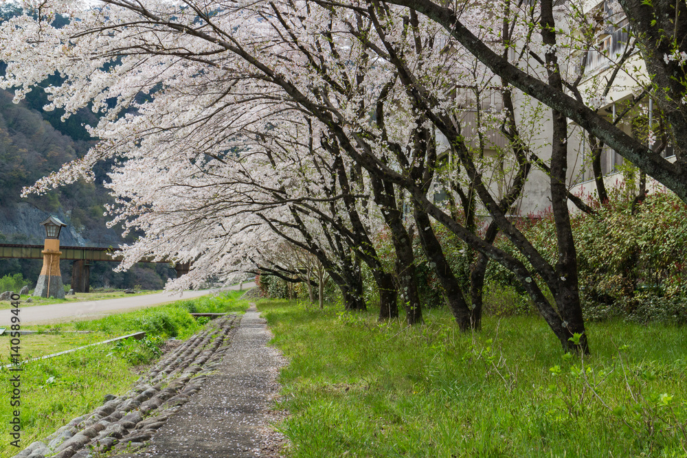 Fototapeta premium sidewalk covered by sakura trees