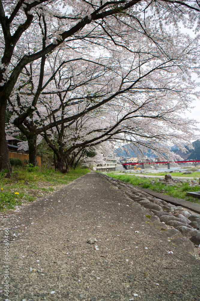 sidewalk covered by sakura trees sidewalk covered by sakura trees