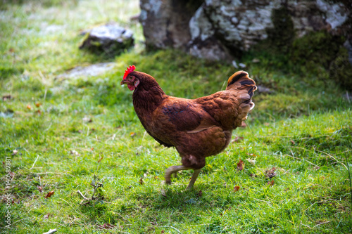 Hen closeup