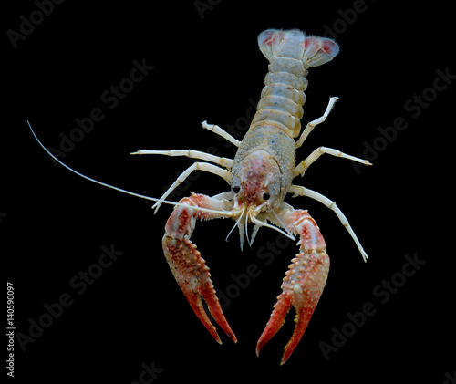 fancy ghost crayfish isolated over black background.