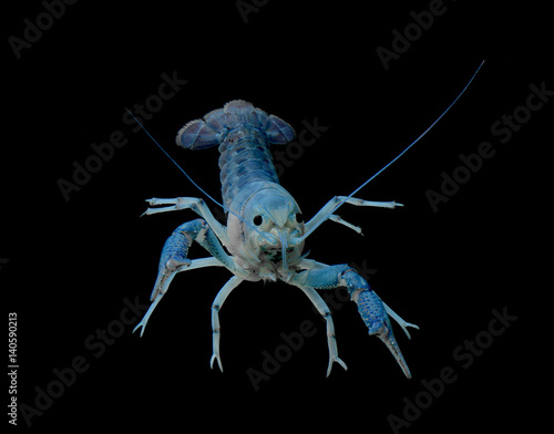blue ghost crayfish isolated over black