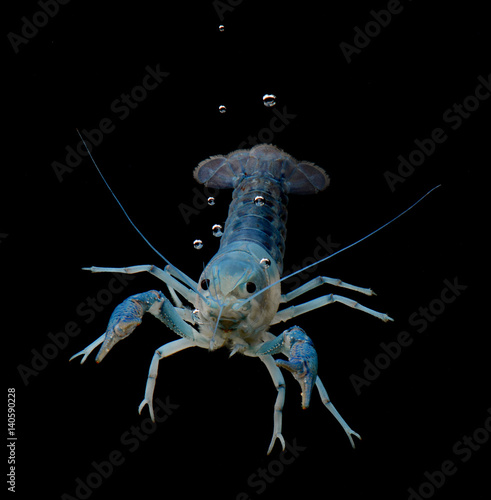 blue ghost crayfish isolated over black photo
