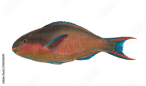 Parrot sea fish isolated on white background 