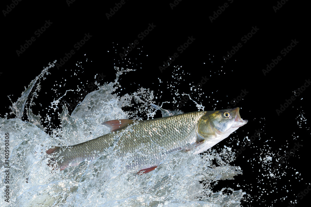 Naklejka premium Splash fish. Asp fish jump