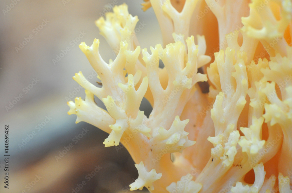 Close up of yellow coral-like Ramaria mushroom, commonly known as the beautiful clavaria, handsome clavaria, yellow-tipped- or pink coral fungus
Close up of yellow coral-like Ramaria mushroom, commonly known as the beautiful clavaria, handsome clavaria, yellow-tipped- or pink coral fungus
