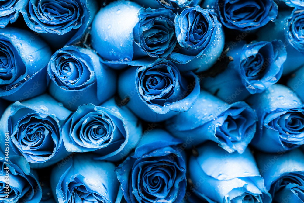 Naklejka premium blue roses