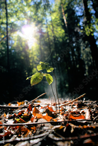 Wetzawinkel - growing tree