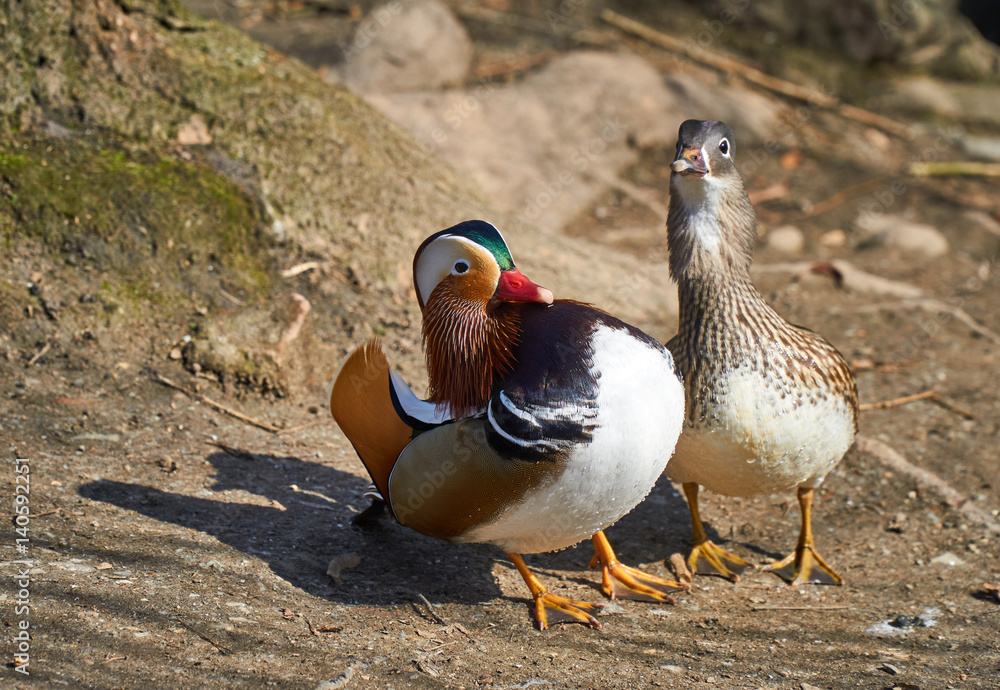 loving mandarin duck couple loving mandarin duck couple