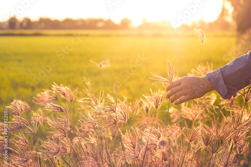 Woman's hand holding a grass meadow on sunset background