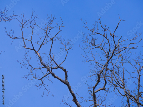 dry tree with the blue sky