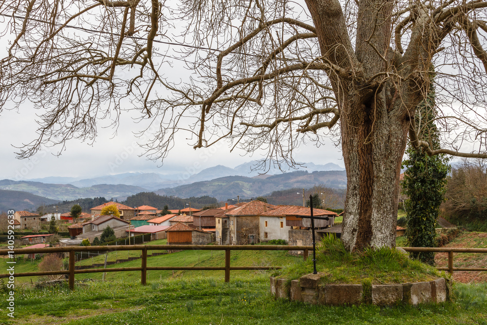 Castaño y pueblo de Escoredo, Concejo de Pravia, Asturias.