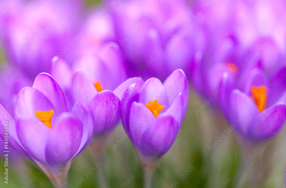 purple crocuses on green gras