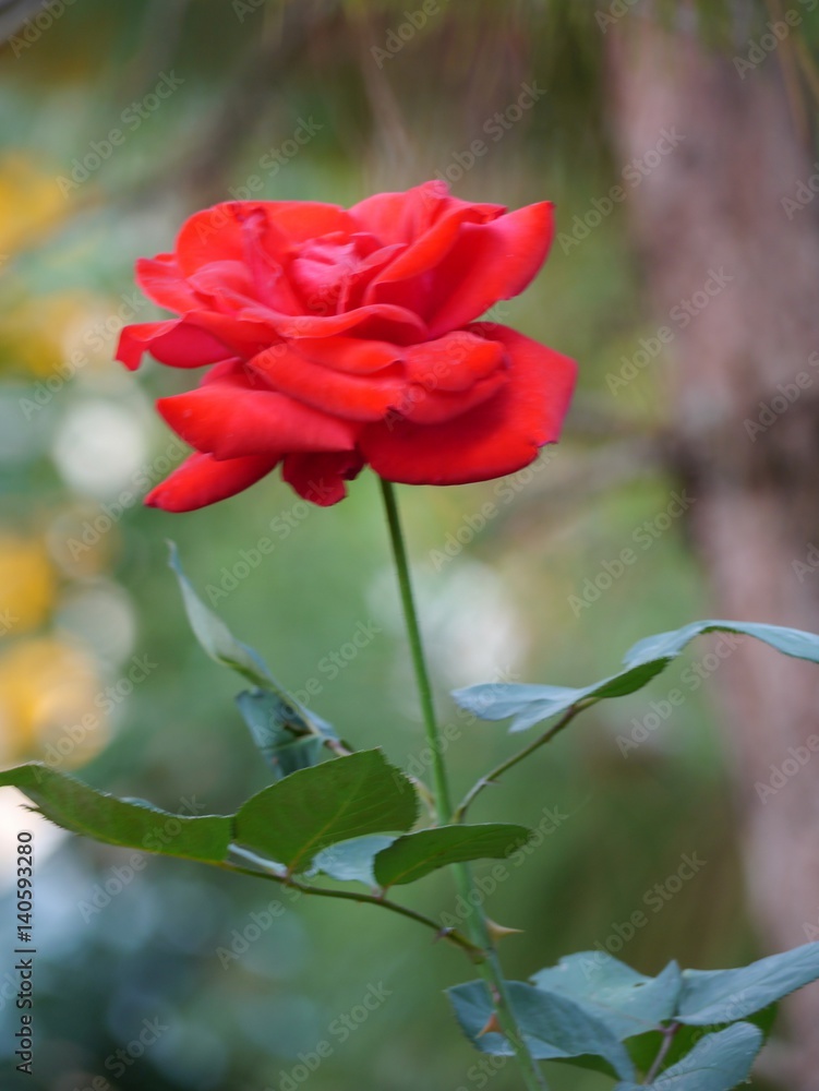 Obraz premium Rose