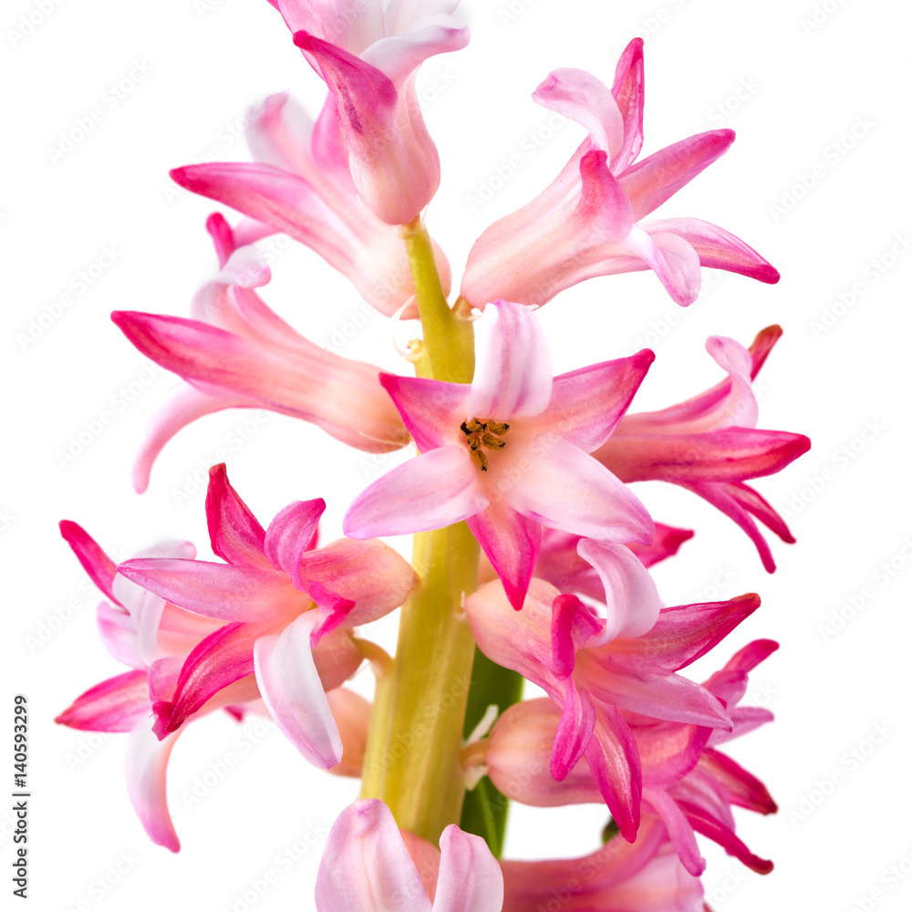 Hyacinth on white background