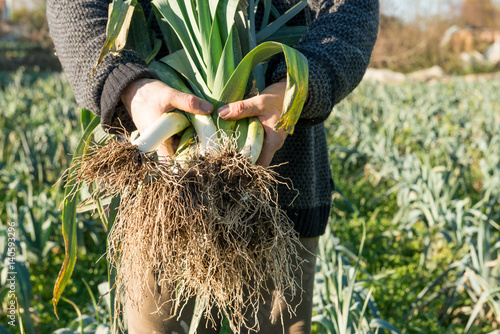 Konstfotografi Hands Holding a Bundle of Uprooted Leeks