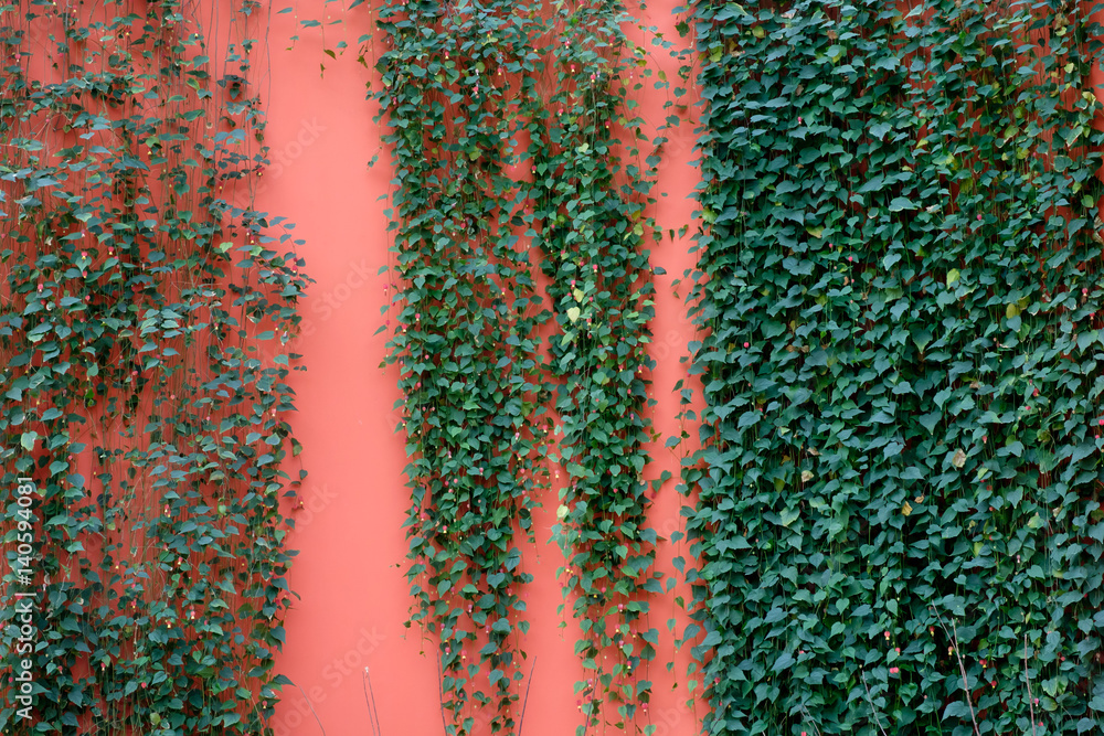 Fototapeta premium ivy in orange wall