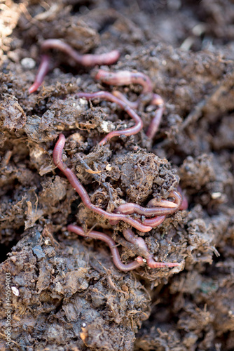 Earthworms Crawling on Compost