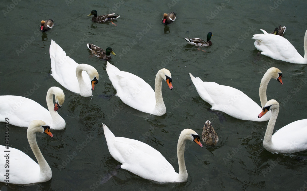 Obraz premium Swans on the lake in Zurich, Switzerland
