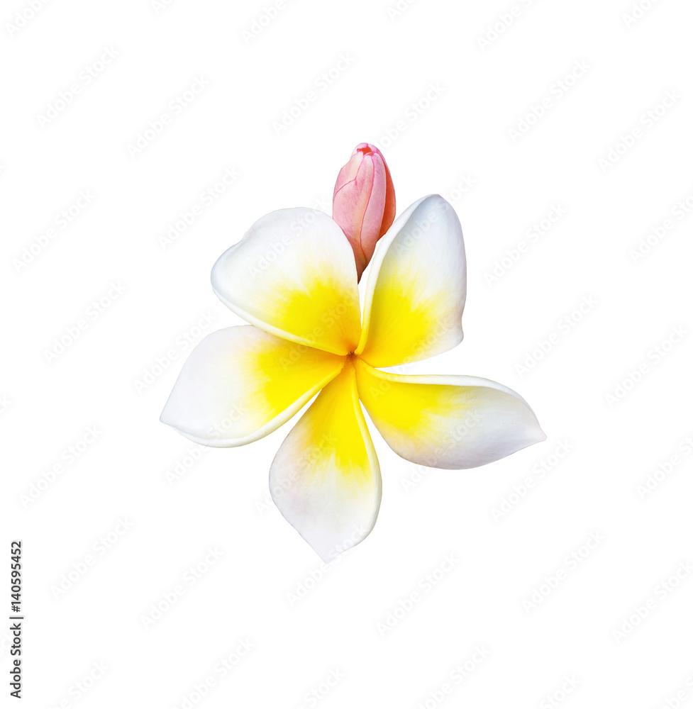Fototapeta premium Tropical flower frangipani isolated on white background
