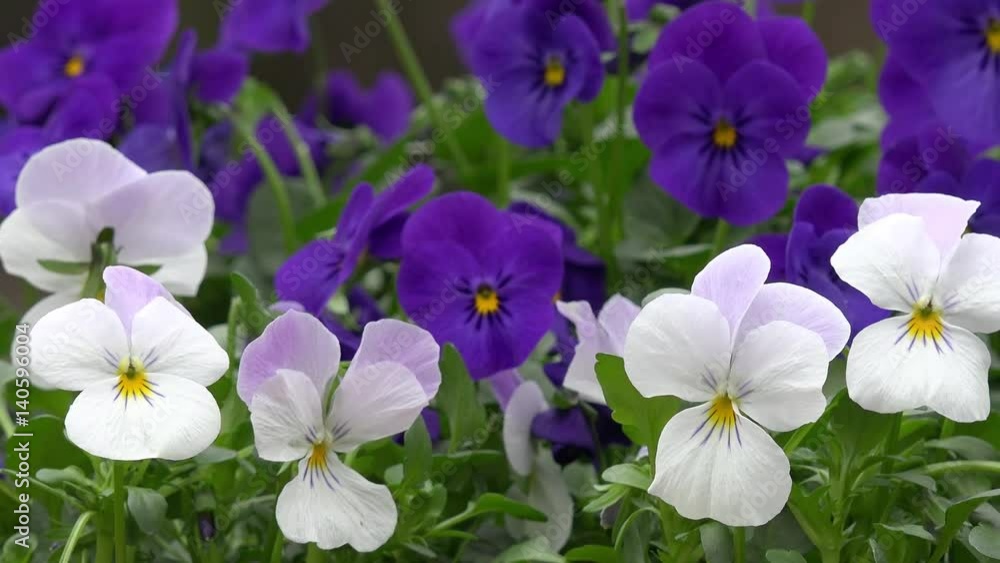 white and blue horn violet in the nature white and blue horn violet in the nature