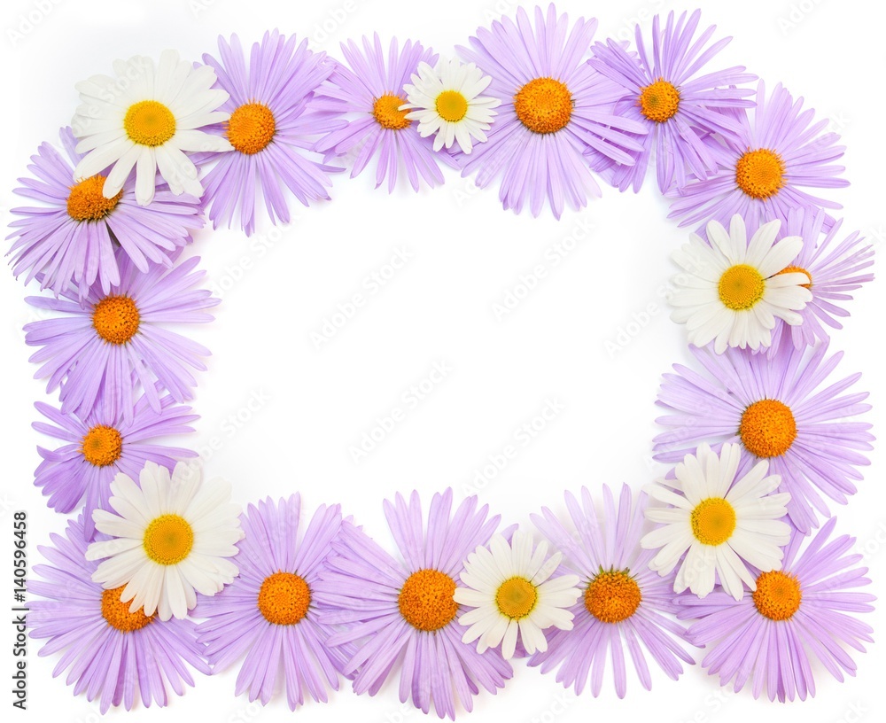 purple flowers and chamomiles on white background.Frame, Blank, greeting card purple flowers and chamomiles on white background.Frame, Blank, greeting card