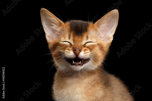 Fototapeta Laughs Abyssinian Kitty with funny closed eyes on Isolated Black Background