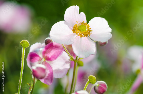 Fototapeta Naklejka Na Ścianę i Meble -  Pale pink flower Japanese anemone, close-up