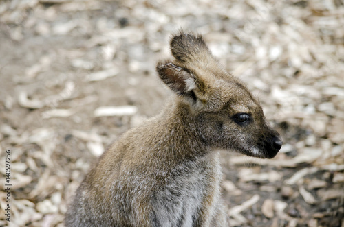 bennetts red necked wallaby © susan flashman