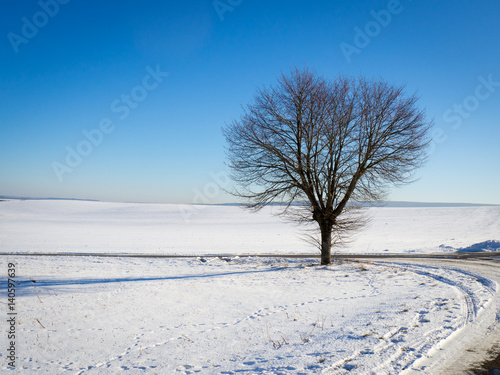 Tree in a snow landscape in Germany