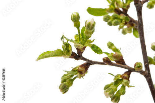 Wallpaper Mural Bud with cherry flower isolated Torontodigital.ca
