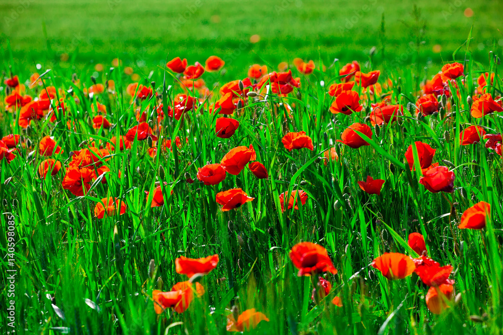 Field of bright red  poppy flowers in spring
