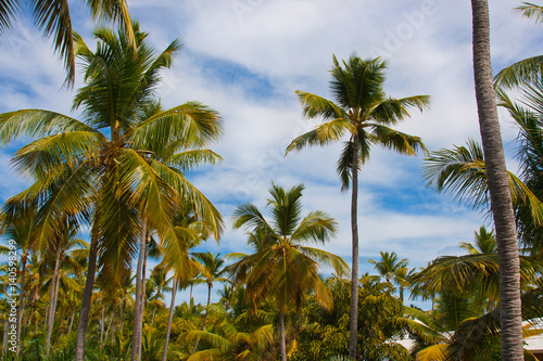 High palm trees under the blue sky