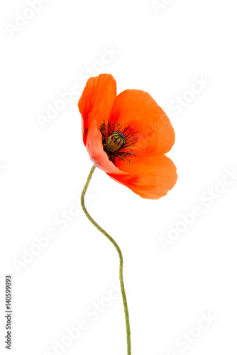 Beautiful poppies isolated