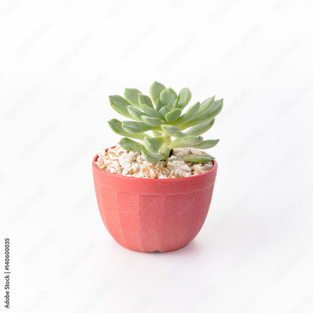 Cactus Isolate on white background Cactus Isolate on white background