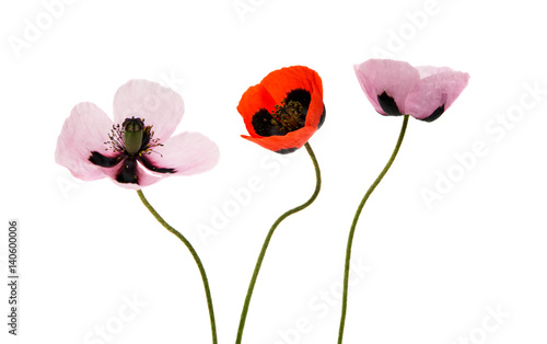 Fototapeta Naklejka Na Ścianę i Meble -  Beautiful poppies isolated