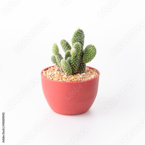 Cactus Isolate on white background