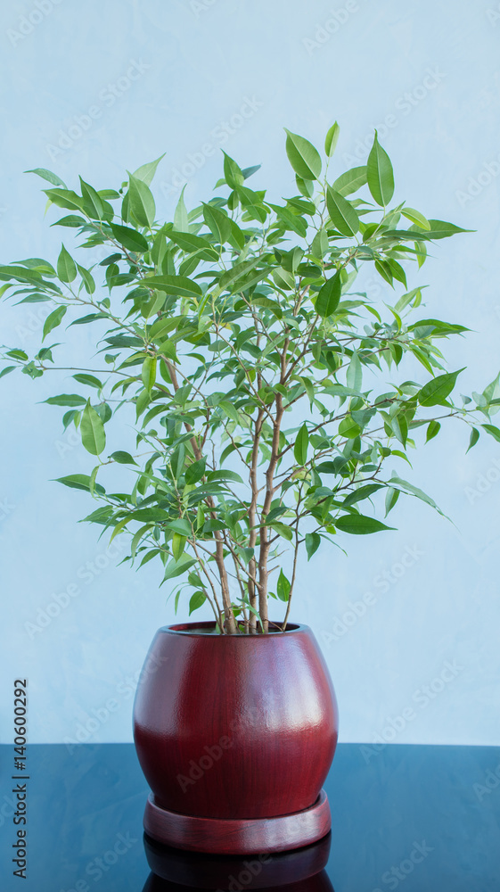 Obraz Decorative tree in a clay pot on a blue background