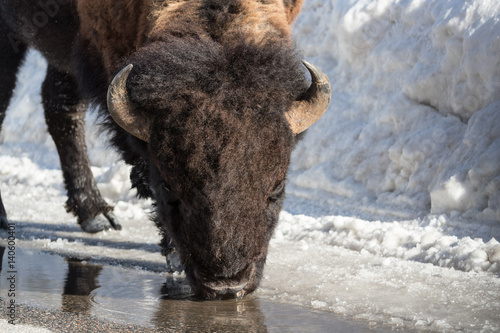 Canvas Print American bison