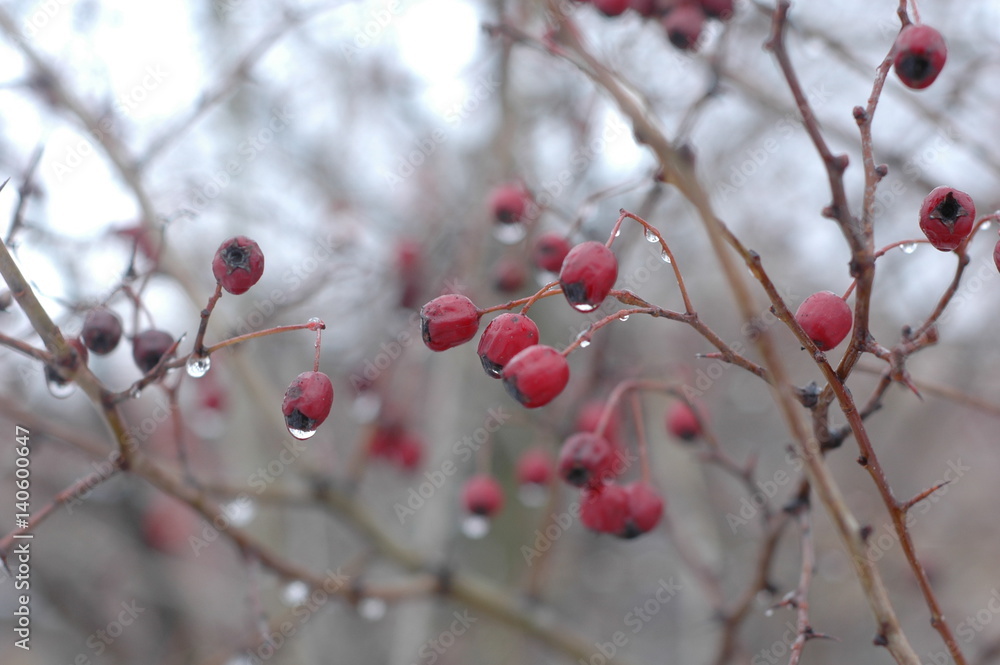 Several hawthorn berries in winter against the backdrop of the rest of the bush. Several hawthorn berries in winter against the backdrop of the rest of the bush.