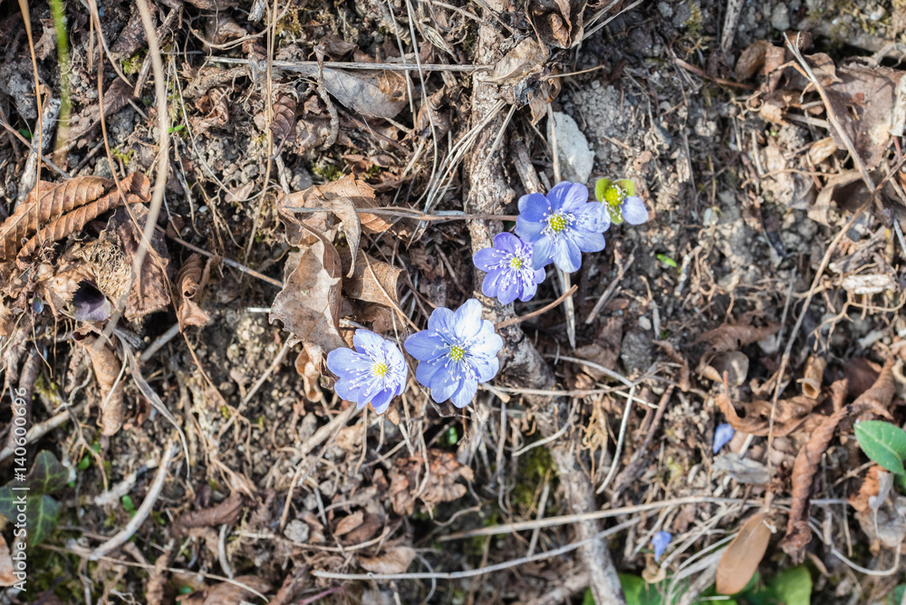 Early spring flowers Early spring flowers