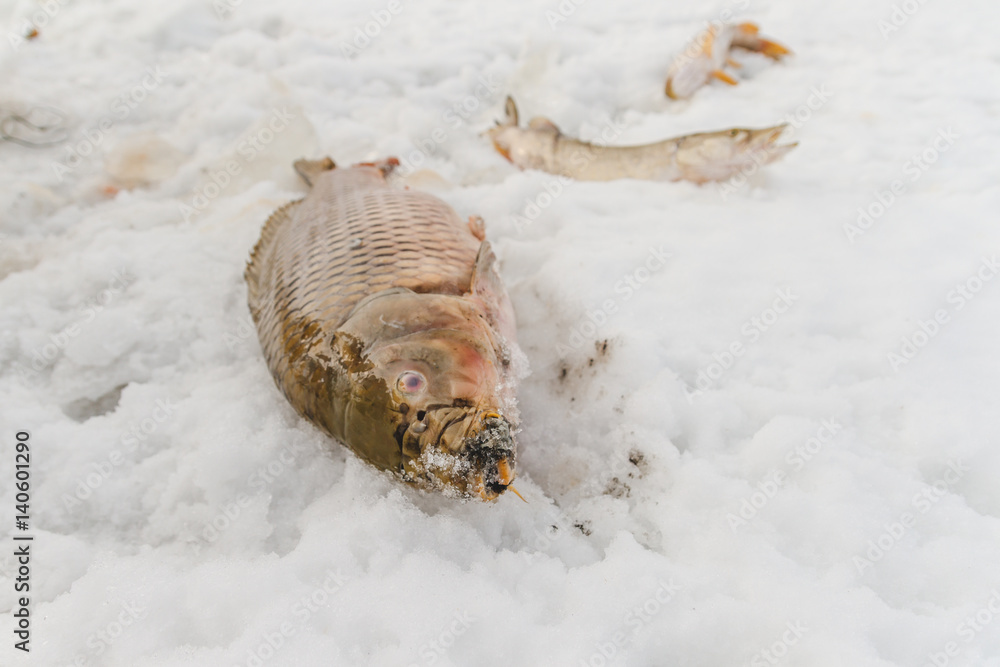 Just trapped fish lies on ice.