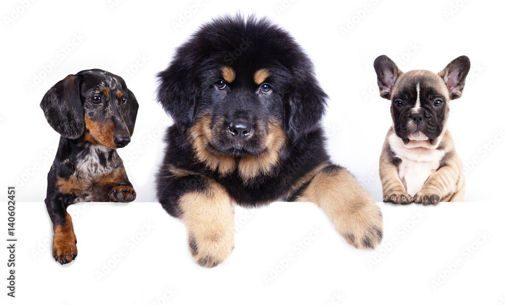 puppy of the Tibetan mastiff , Dachshund, French Bulldog holds a banner