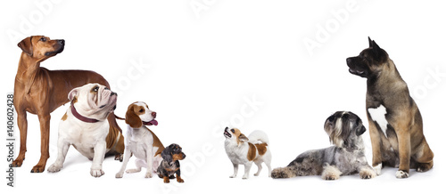 Group of dogs and cats