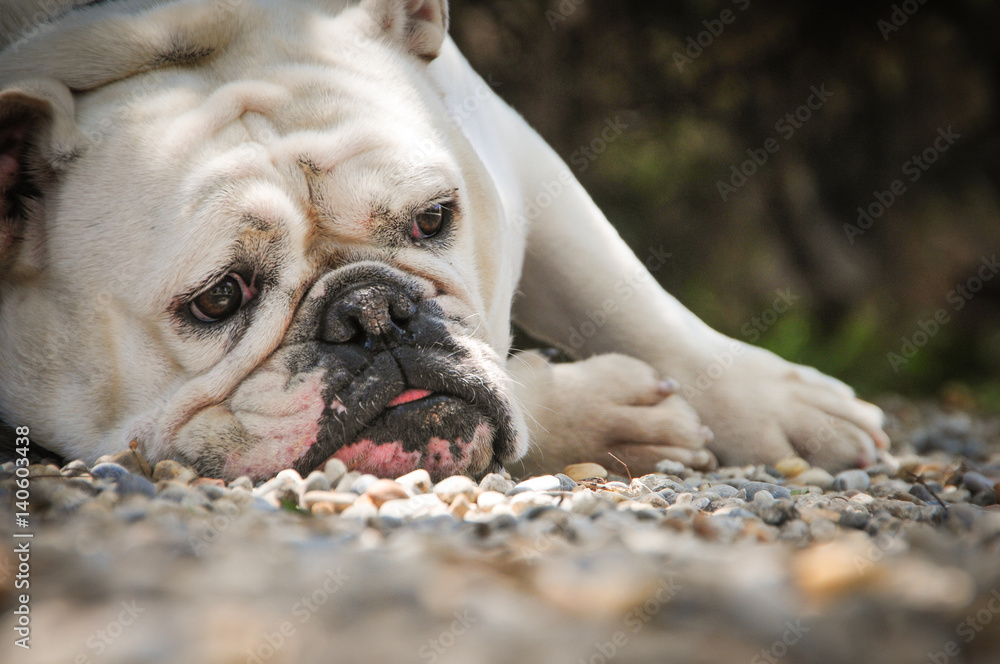 Obraz premium bulldog dreaming