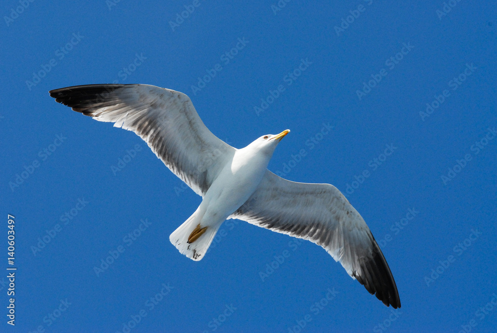 Freedom. Seagull flying over blue sky. Beautiful flight. Fly Freedom. Seagull flying over blue sky. Beautiful flight. Fly
