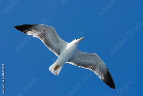 Freedom. Seagull flying over blue sky. Beautiful flight. Fly